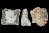 Composite Hadrosaur Finger - Alberta (Disposition #-) #71736-1